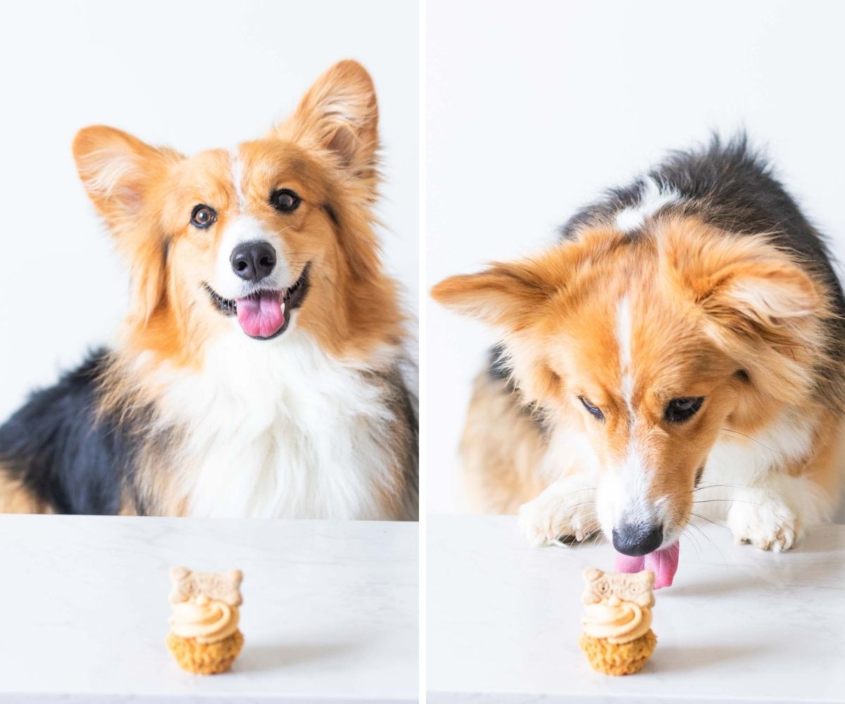 Peanut Butter Banana Dog Cupcakes - BEYOND THE NOMS